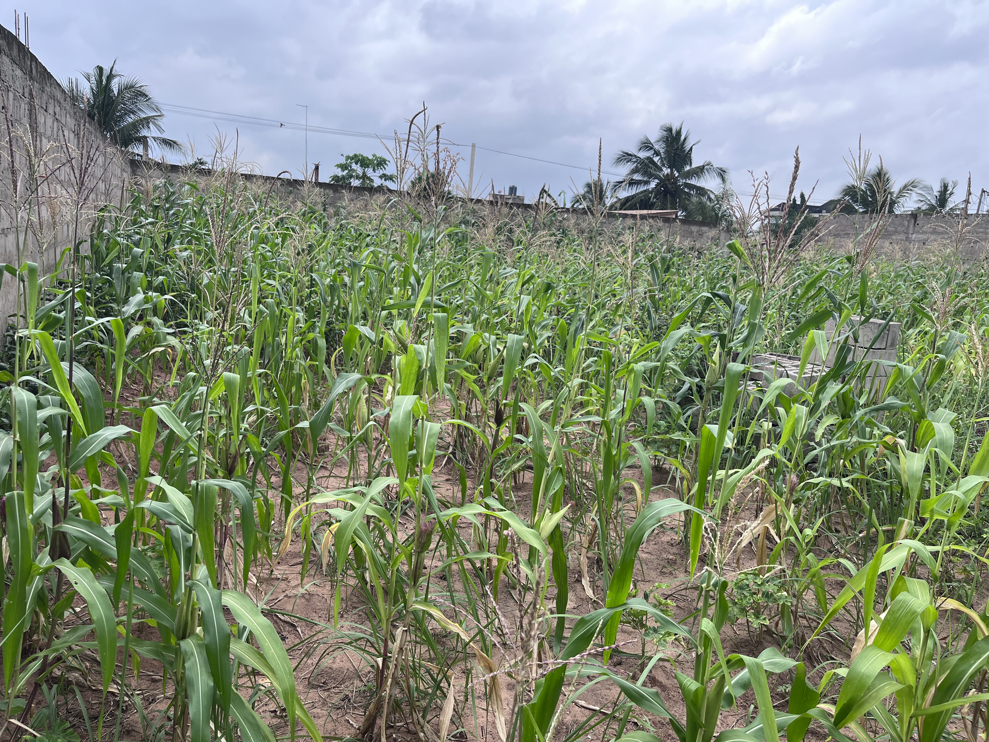 N° 5374 :
                            Terrain à vendre , Agoe, Lome, Togo : 40 000  000 XOF/vie